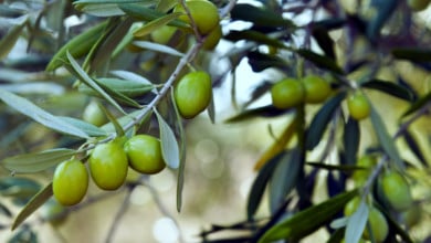 Olive-leaf