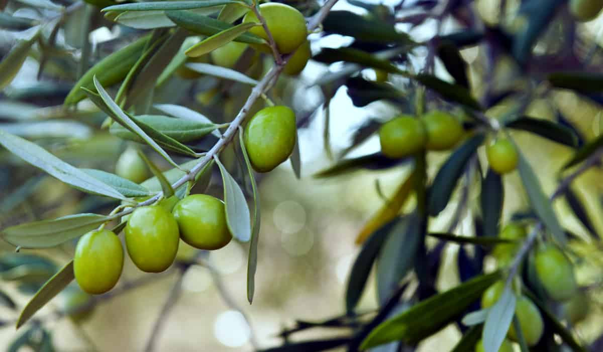 Olive-leaf