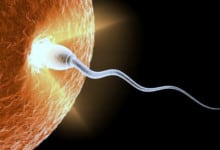 egg-fertilization